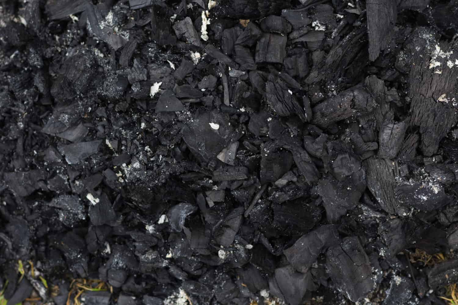 Carboni neri da un falò bruciato, sfondo