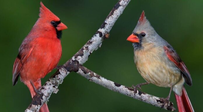 coppia cardinale settentrionale sul ramo di un albero