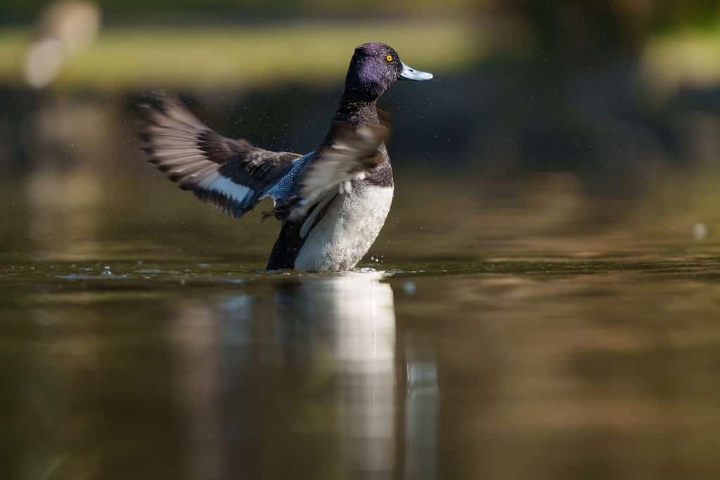 Scaup minore che riposa in riva al lago, questa è un'anatra tuffatrice di medie dimensioni con un piccolo picco nella parte posteriore della testa.  Dal piccolo picco, la parte posteriore della testa e del collo è piatta.