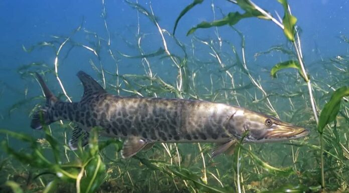 Esox masquinongy, muskie, muskellunge