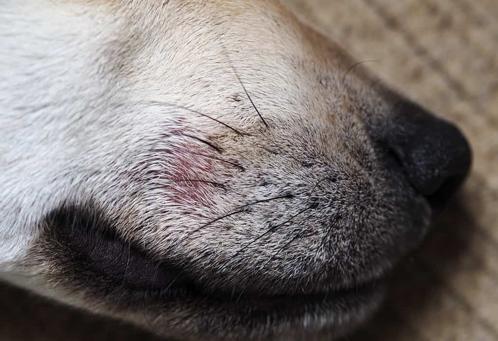 La rogna canina Demodex provoca chiazze calde e prurito che possono iniziare sul muso o sulle zampe.