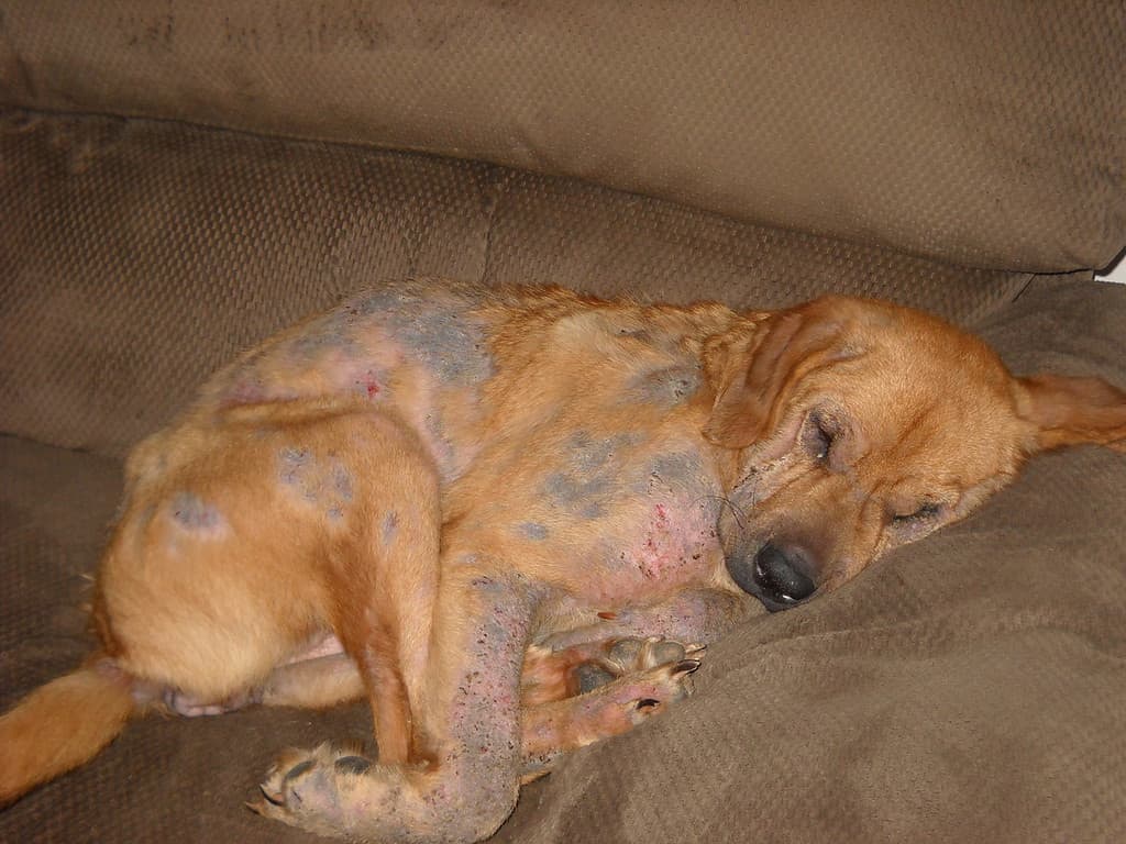 La rogna demodettica provoca perdita di pelo, prurito e formazione di croste sulla pelle del cane.