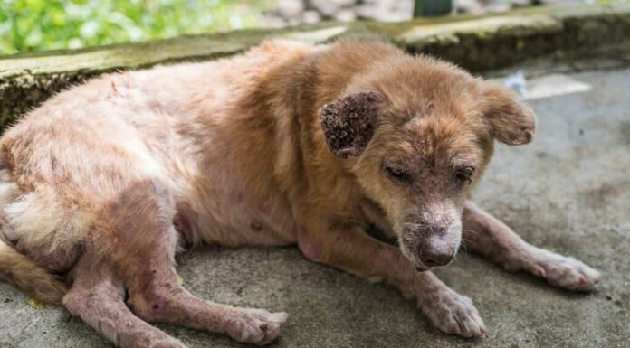 cane che si gratta a causa della rogna