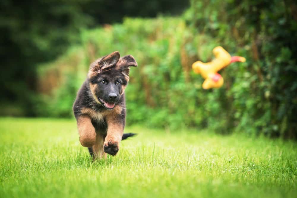 Cucciolo di pastore tedesco che corre nell'erba