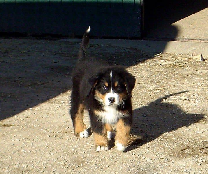 Cucciolo di Bovaro del Bernese