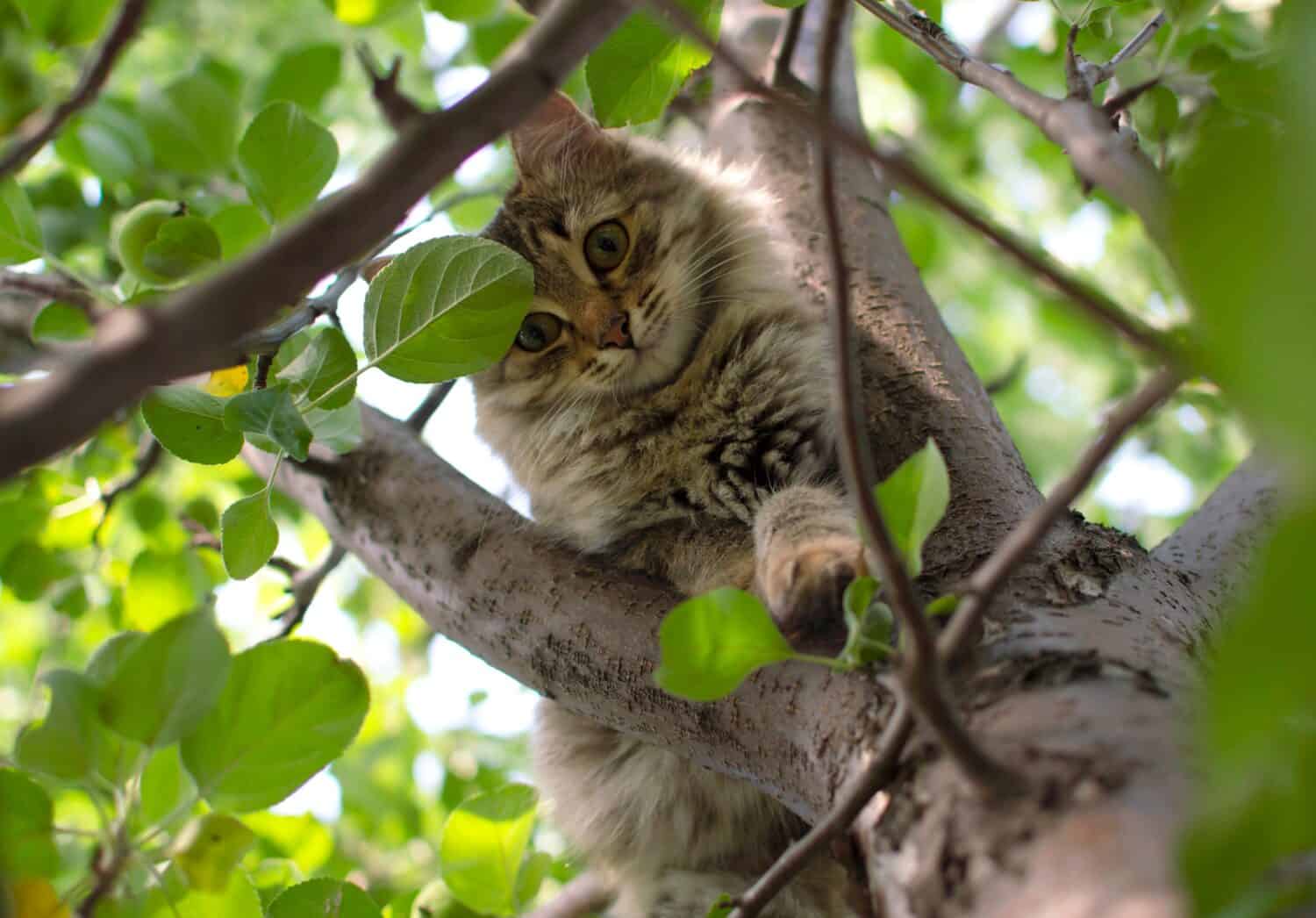il gatto si arrampica su un albero.  Affascinante ritratto di gatto su un ramo di un albero in condizioni naturali.  Messa a fuoco selettiva.