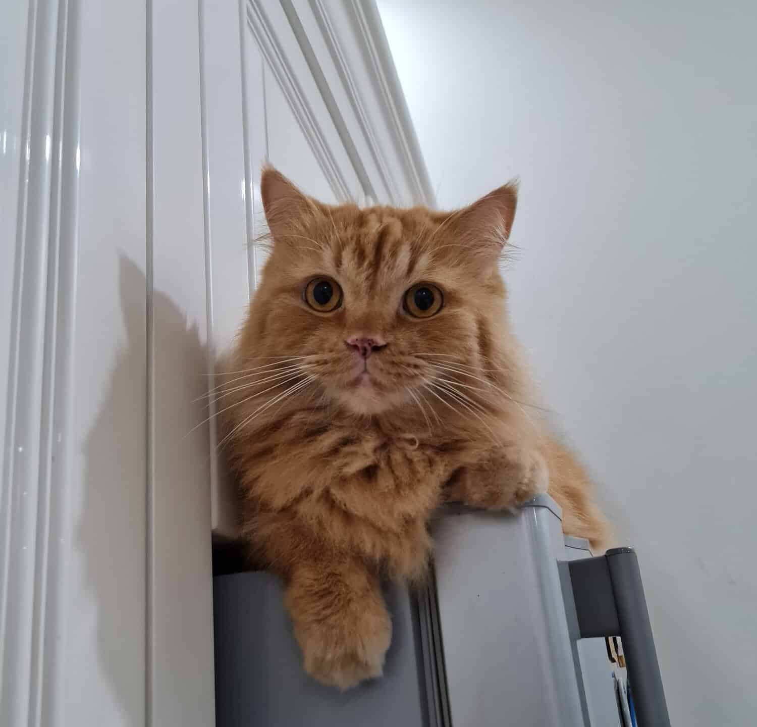 gattino arancione con grandi occhi è seduto in cima al frigorifero