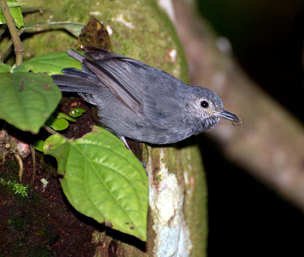 Formicaio unicolore (Myrmotherula unicolor)