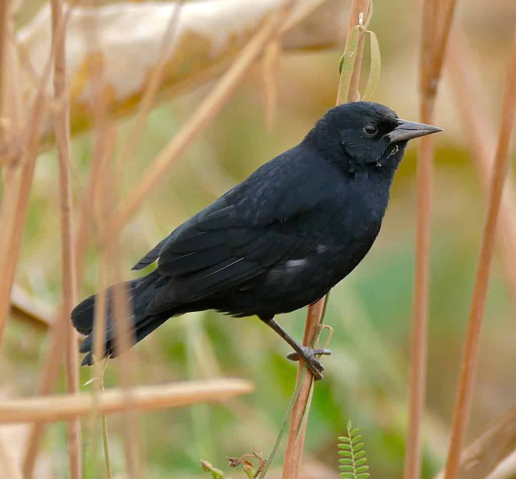 Merlo unicolore (Agelasticus cyanopus)