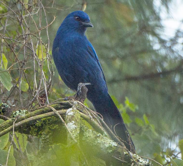 Ghiandaia unicolore (Aphelocoma unicolor)