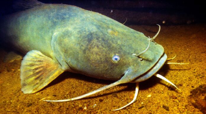 Un primo piano di un pesce gatto a testa piatta sott'acqua. 