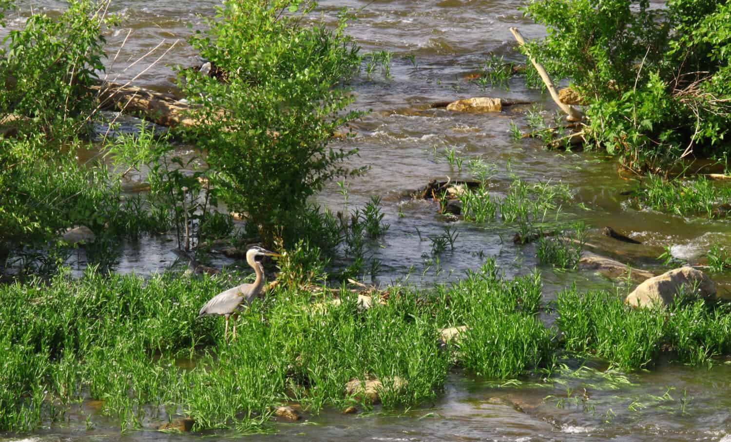 Un grande airone blu che cammina tra il fogliame superiore del fiume James a caccia di cibo durante il suo modello di migrazione stagionale primaverile