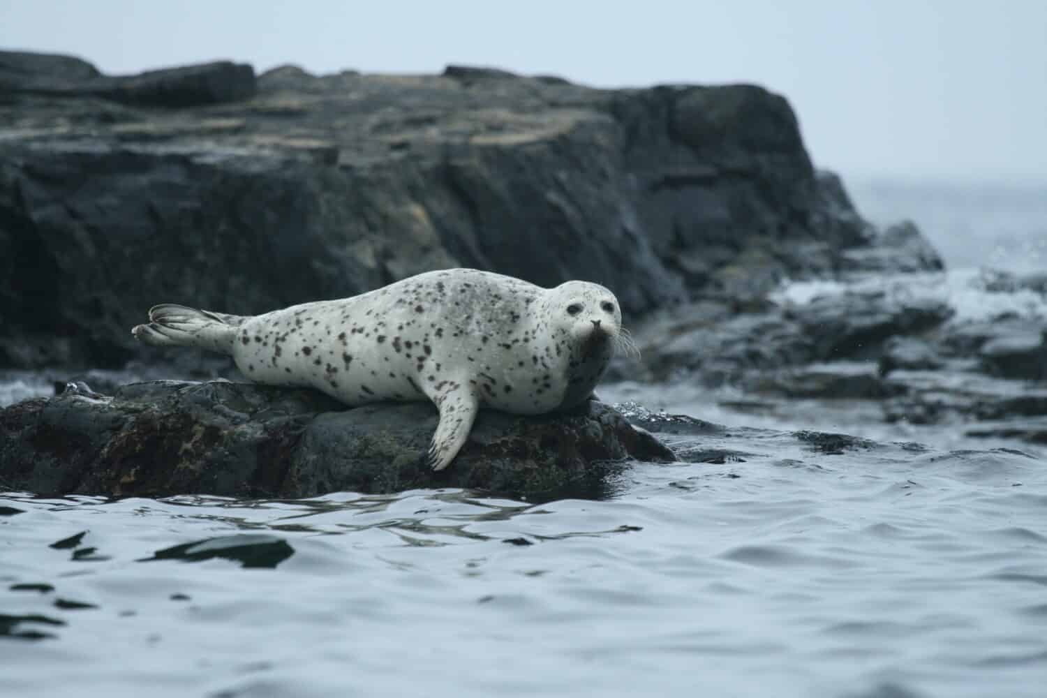 Immagini della superficie di Phoca largha (Larga Seal, Spotted Seal).