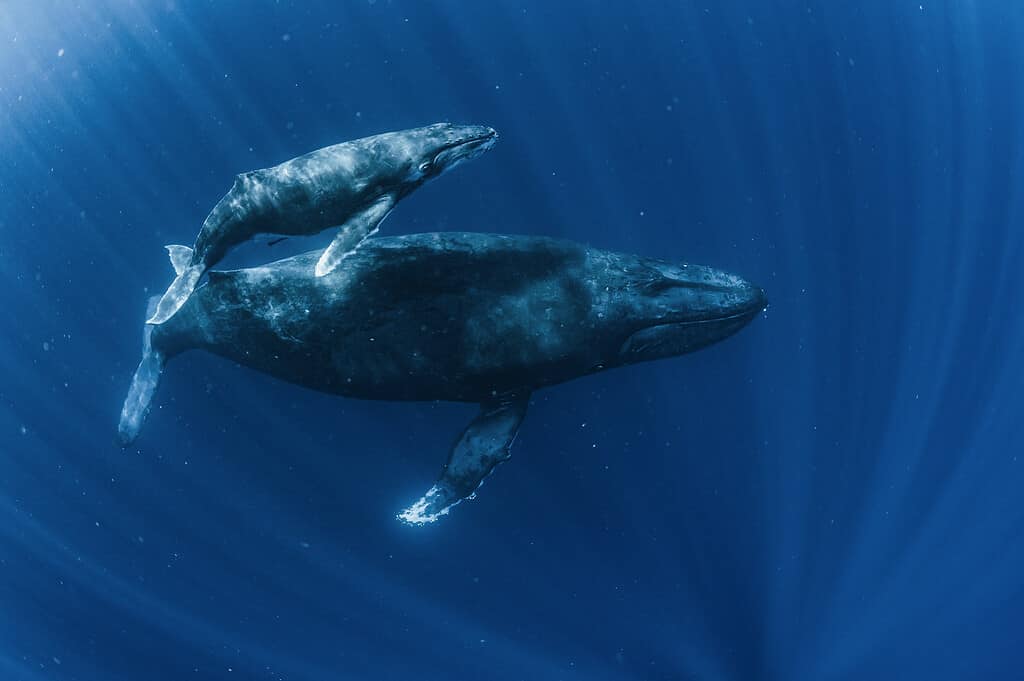 Megattera, balena, sott'acqua, Baleen Whale, immersioni subacquee