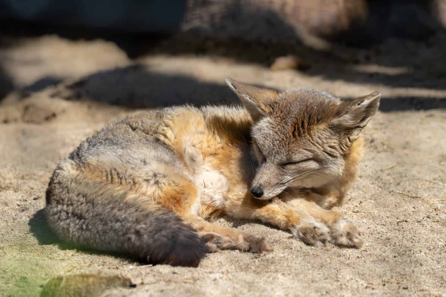 Un San Joaquin Kit Fox addormentato in via di estinzione. 