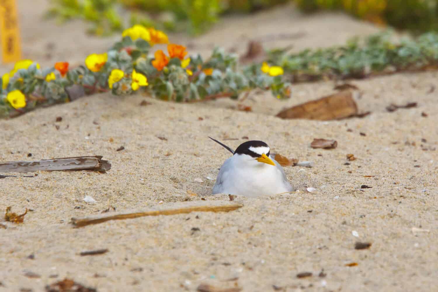 California Least Tern, Sternula antillarum browni, una sottospecie in via di estinzione