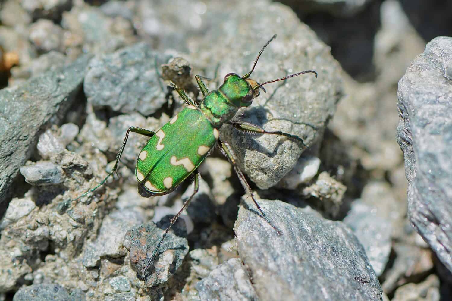 Scarabeo tigre delle dune settentrionali, nome scientifico cicindela hybrida, preso in Vallese, CH.