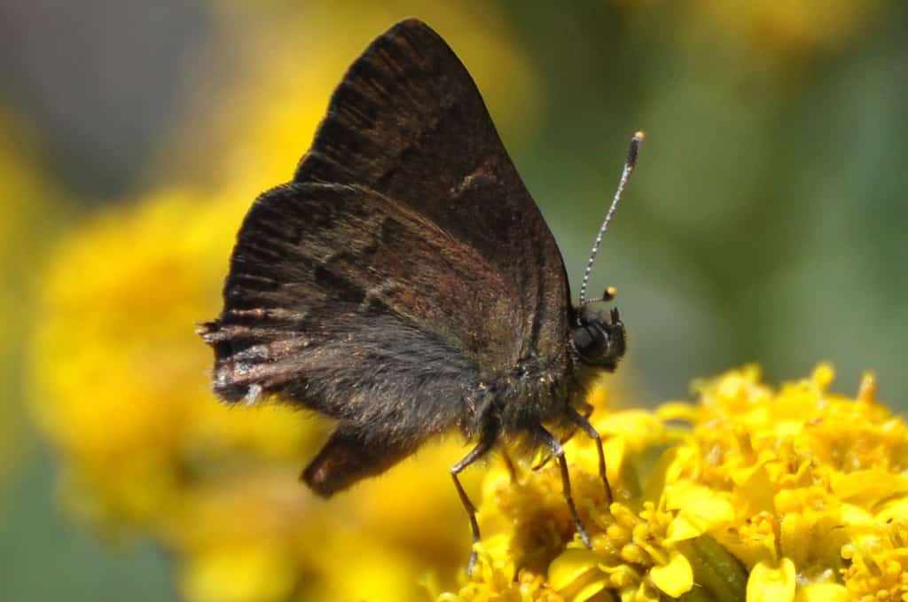 San Bruno Elfin Butterfly è una specie in via di estinzione che si trova nella zona della baia di San Francisco.