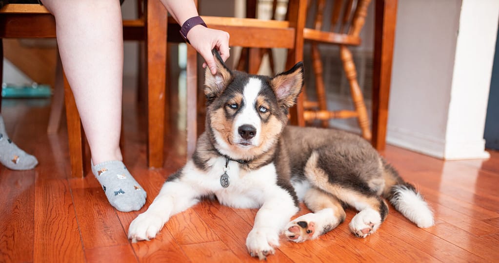 Cucciolo di Lab Husky seduto sul pavimento che si graffia l'orecchio