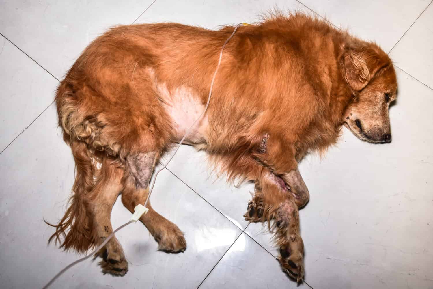 Un guerriero canino che lotta contro le malattie renali, illustrando l'impatto di questa condizione cronica sulla salute di un cane. 