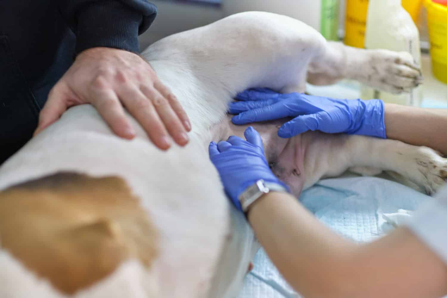 Un cane in difficoltà che affronta le conseguenze dell'ingestione di un oggetto estraneo, sottolineando l'importanza di un intervento tempestivo per prevenire blocchi digestivi e garantire il loro benessere.