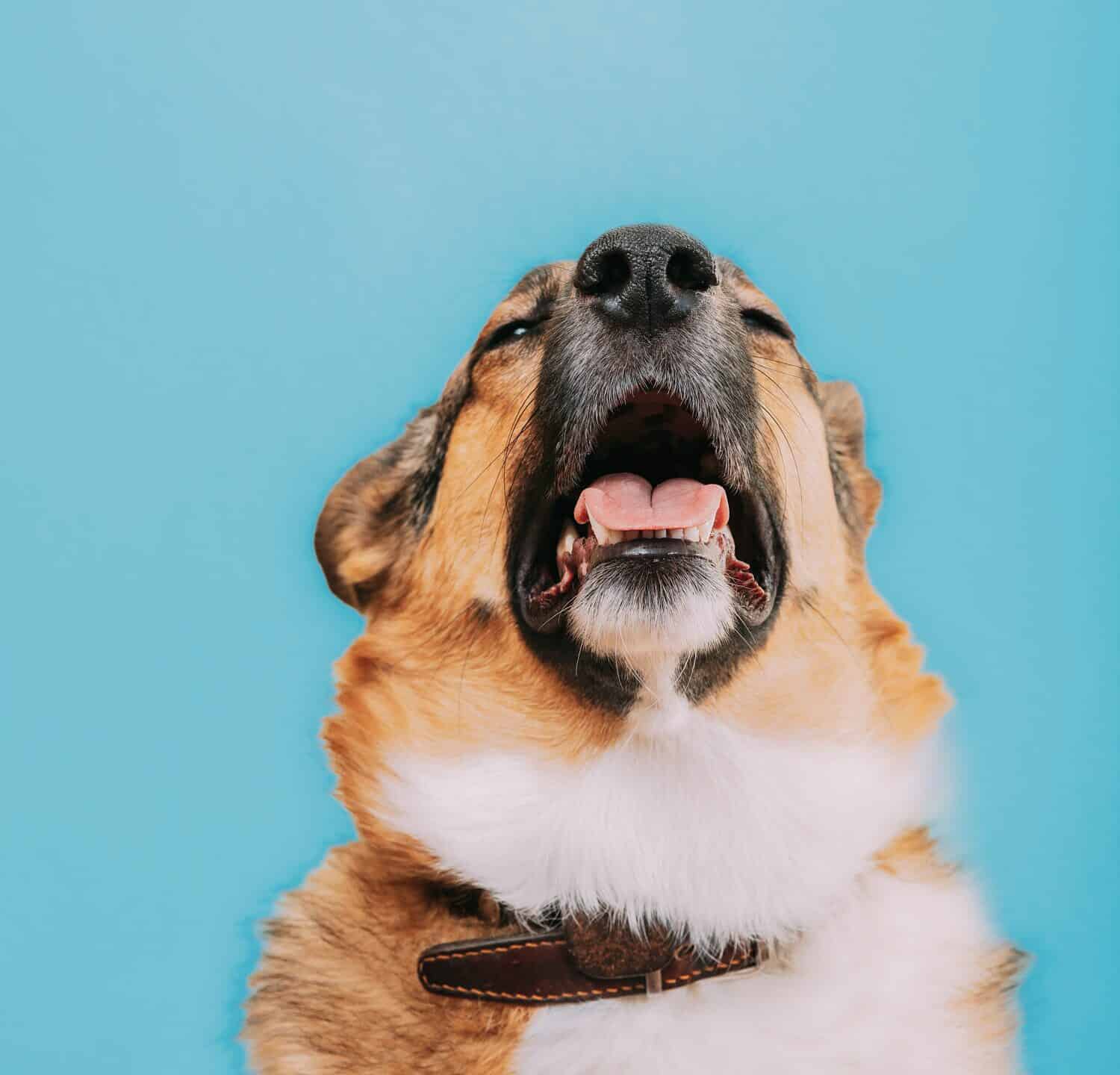 Un cane affetto da tosse dei canili, che mostra la caratteristica tosse e sintomi respiratori associati a questa condizione respiratoria contagiosa.