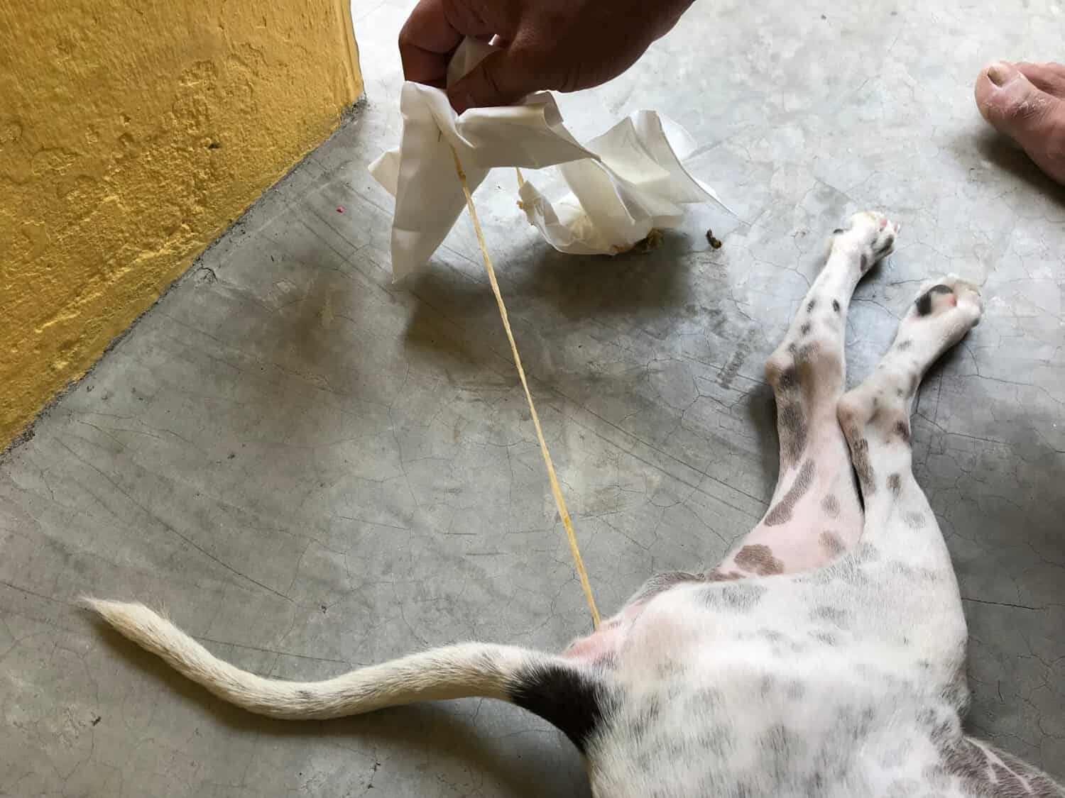 Un cane resiliente che affronta le sfide dei parassiti interni, evidenziando l'importanza della prevenzione e del trattamento proattivo dei parassiti.