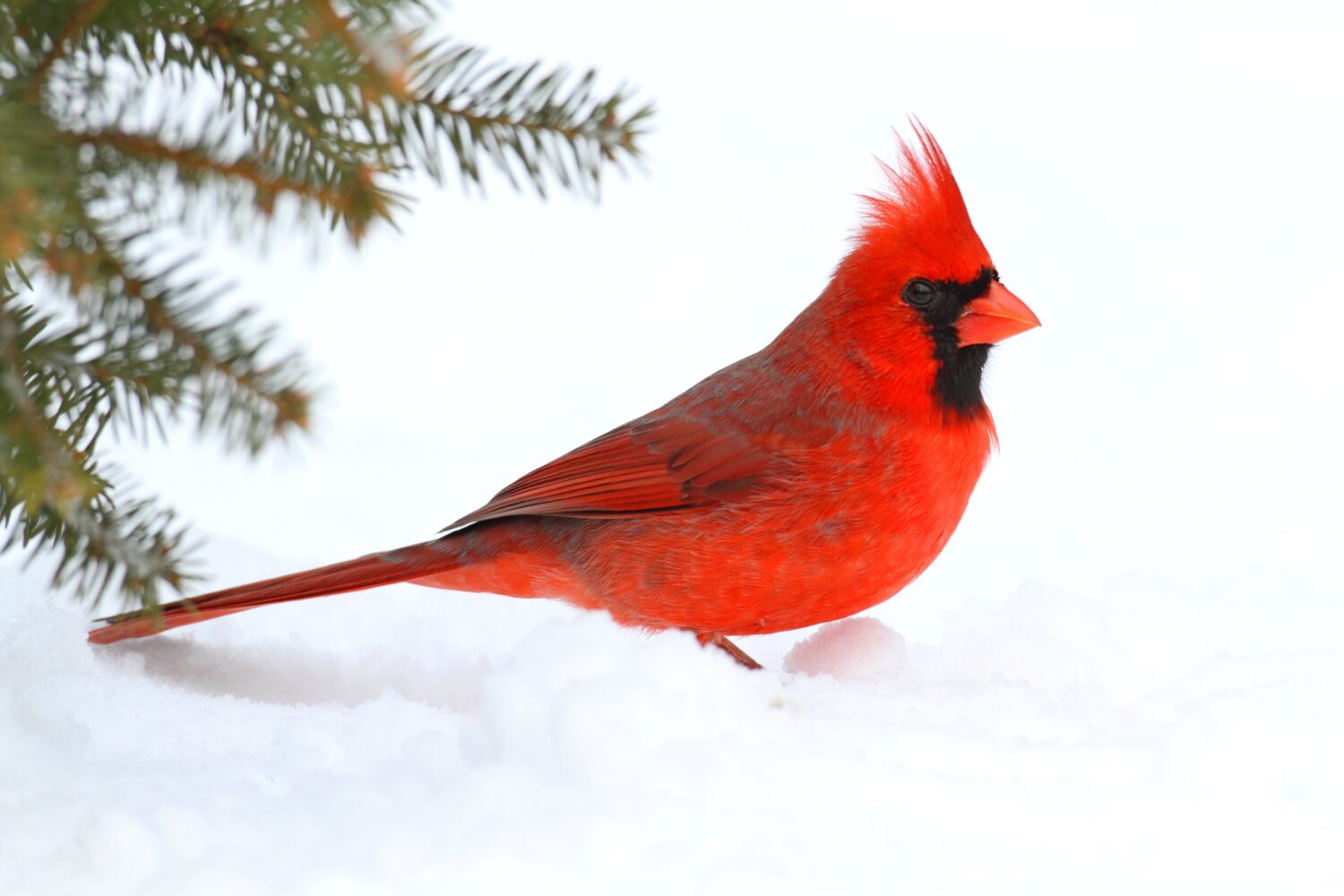 Cardinale settentrionale maschio (cardinalis cardinalis) su un ramo di abete rosso coperto di neve