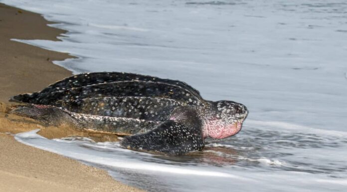 Scopri quanto velocemente possono nuotare le tartarughe marine: velocità massime e fatti interessanti!
