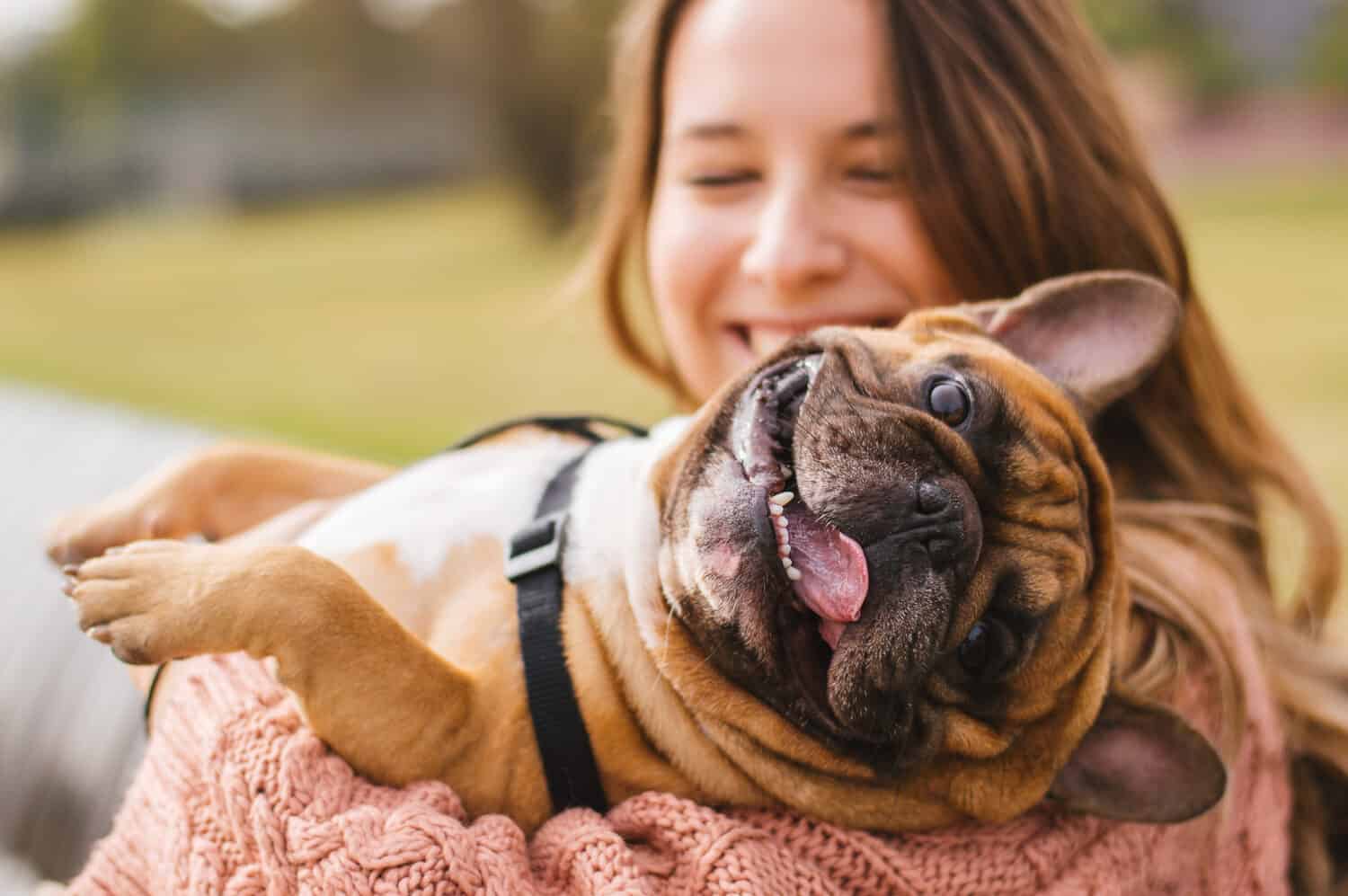 Il cagnolino con il proprietario trascorre una giornata al parco giocando e divertendosi