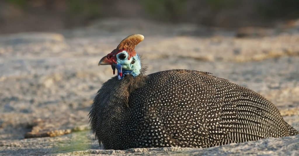 Faraona munita di casco, Numida meleagris, Parco Nazionale Kruger, Sud Africa