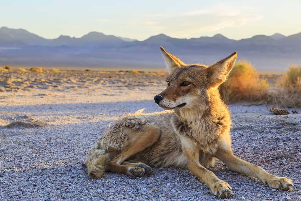 Coyote solitario che si stabilisce a Bad Water, Parco nazionale della Valle della Morte