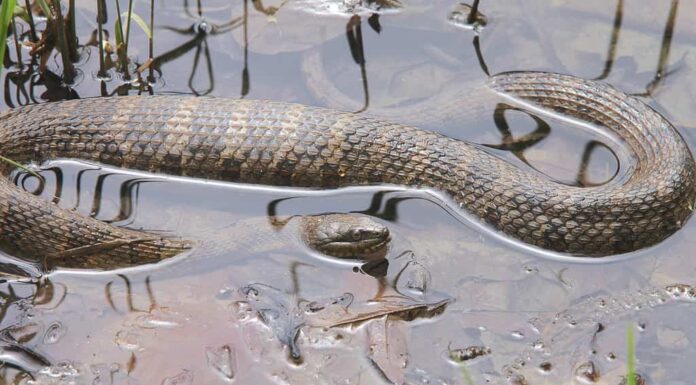 Primo piano di un serpente d'acqua immerso nell'acqua.