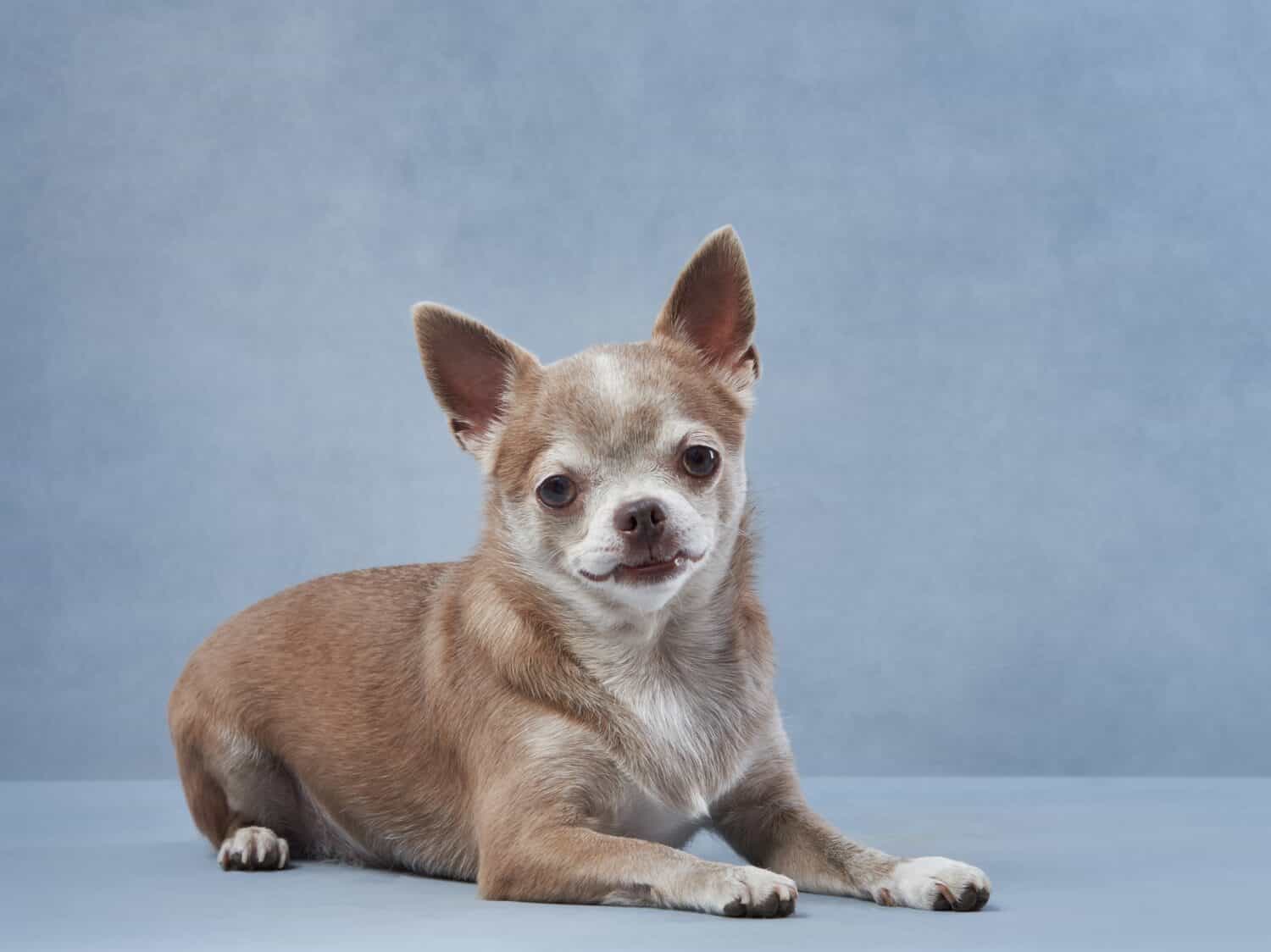 chihuahua su sfondo blu.  Ritratto di un bellissimo cagnolino in studio.  Animale domestico divertente