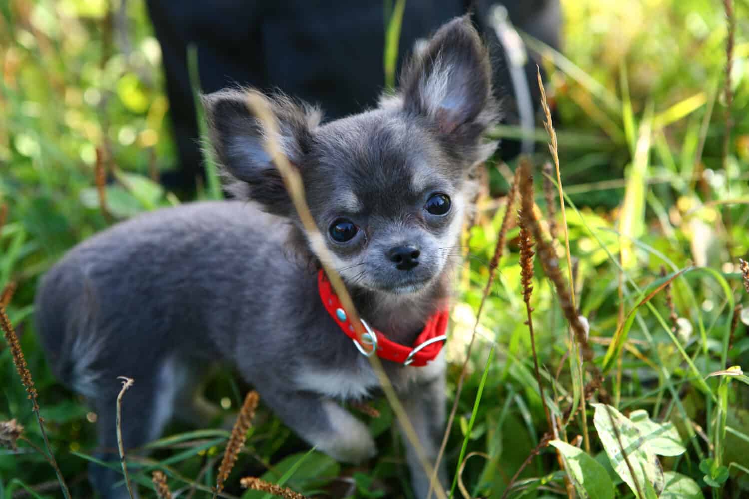 Сute grigio cucciolo di Chihuahua in un collare rosso cammina sull'erba verde in un giorno d'estate