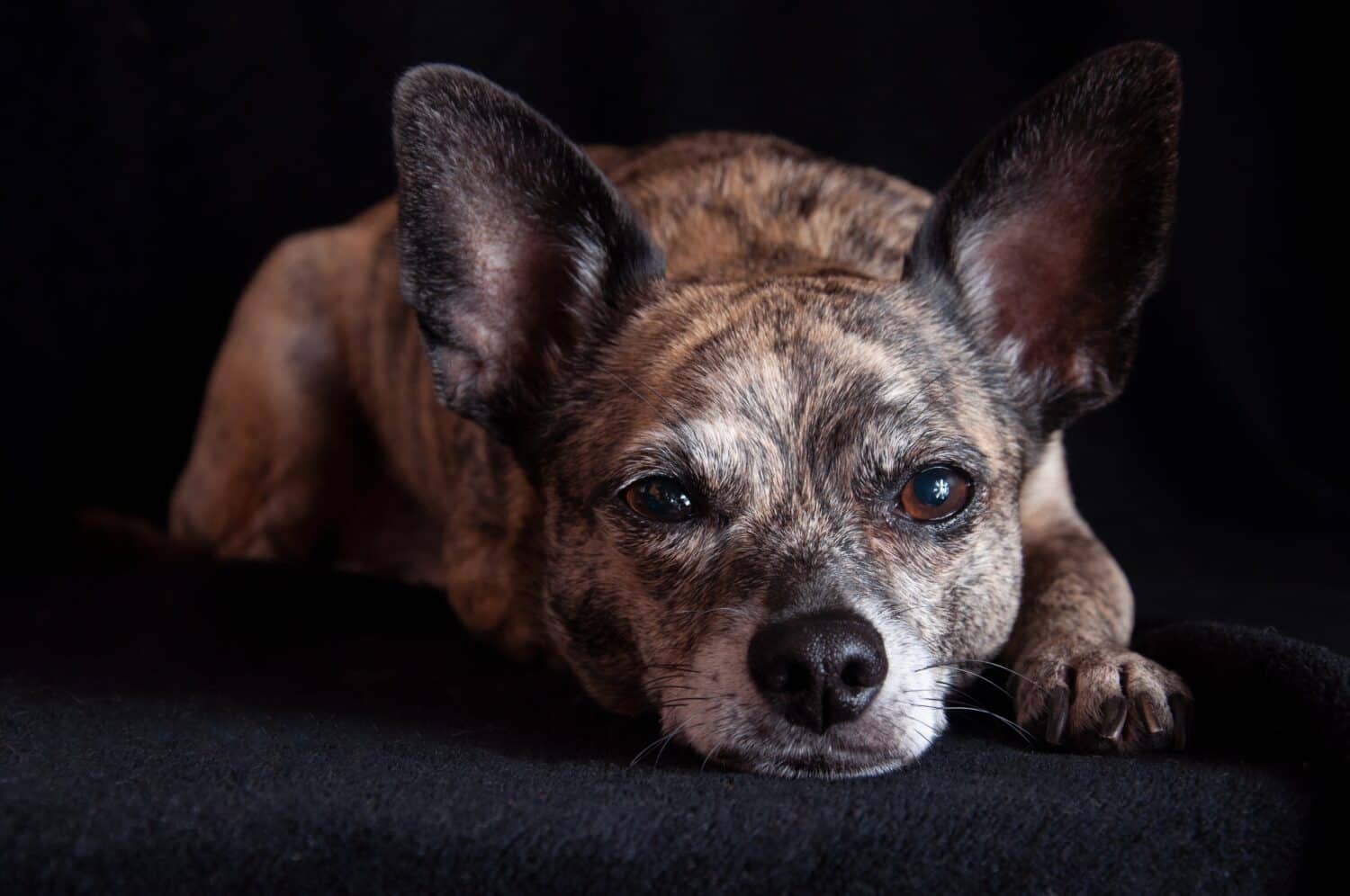 Un cane tigrato fissa la telecamera.  Il cane si sdraia su una coperta nera davanti a uno sfondo nero. 