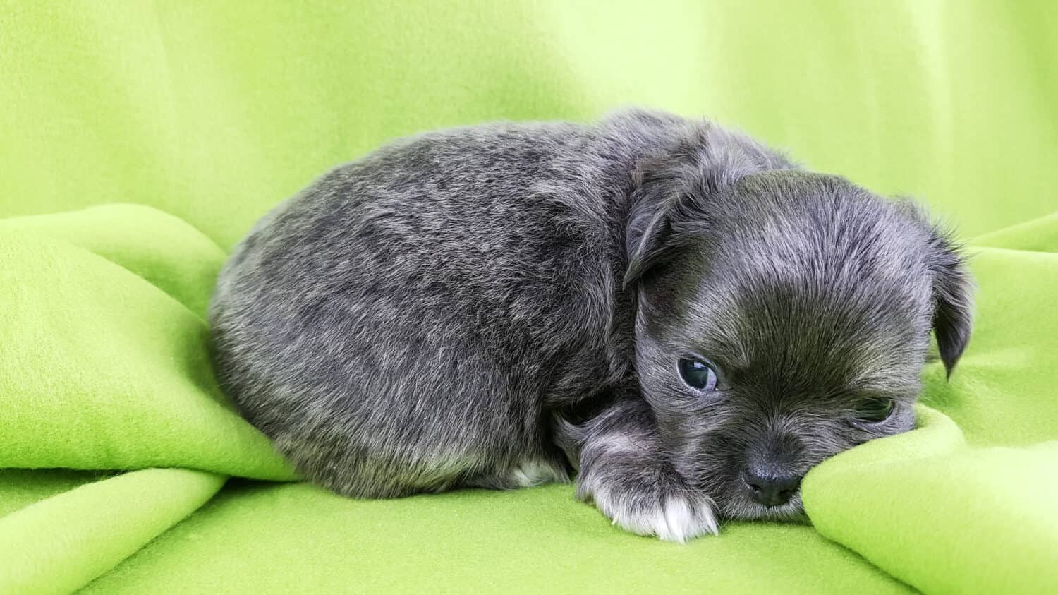 triste cucciolo di chihuahua di raro colore argento su sfondo verde