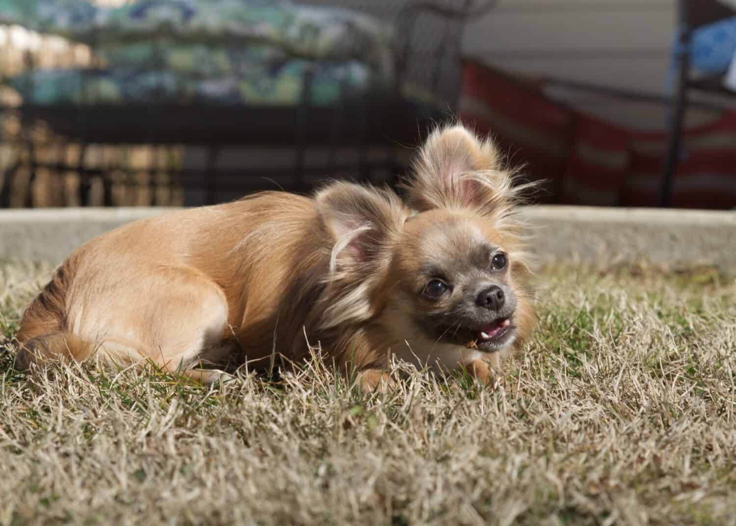 Blue Fawn Chihuahua a pelo lungo sdraiato sull'erba masticando un bastone