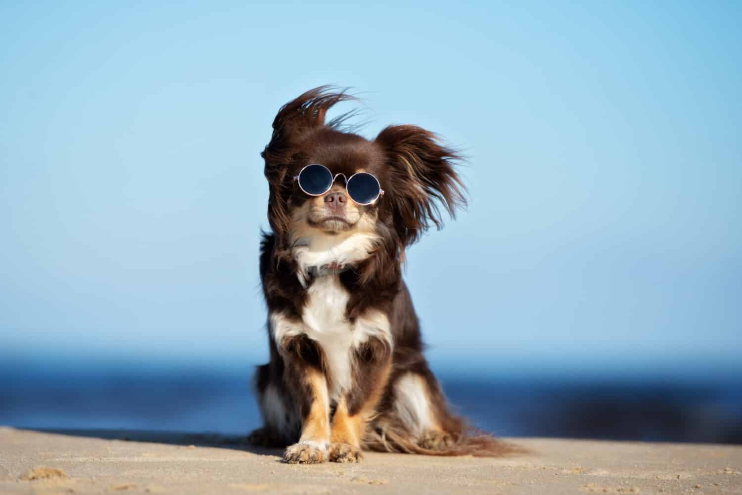 divertente cane chihuahua in posa su una spiaggia in occhiali da sole