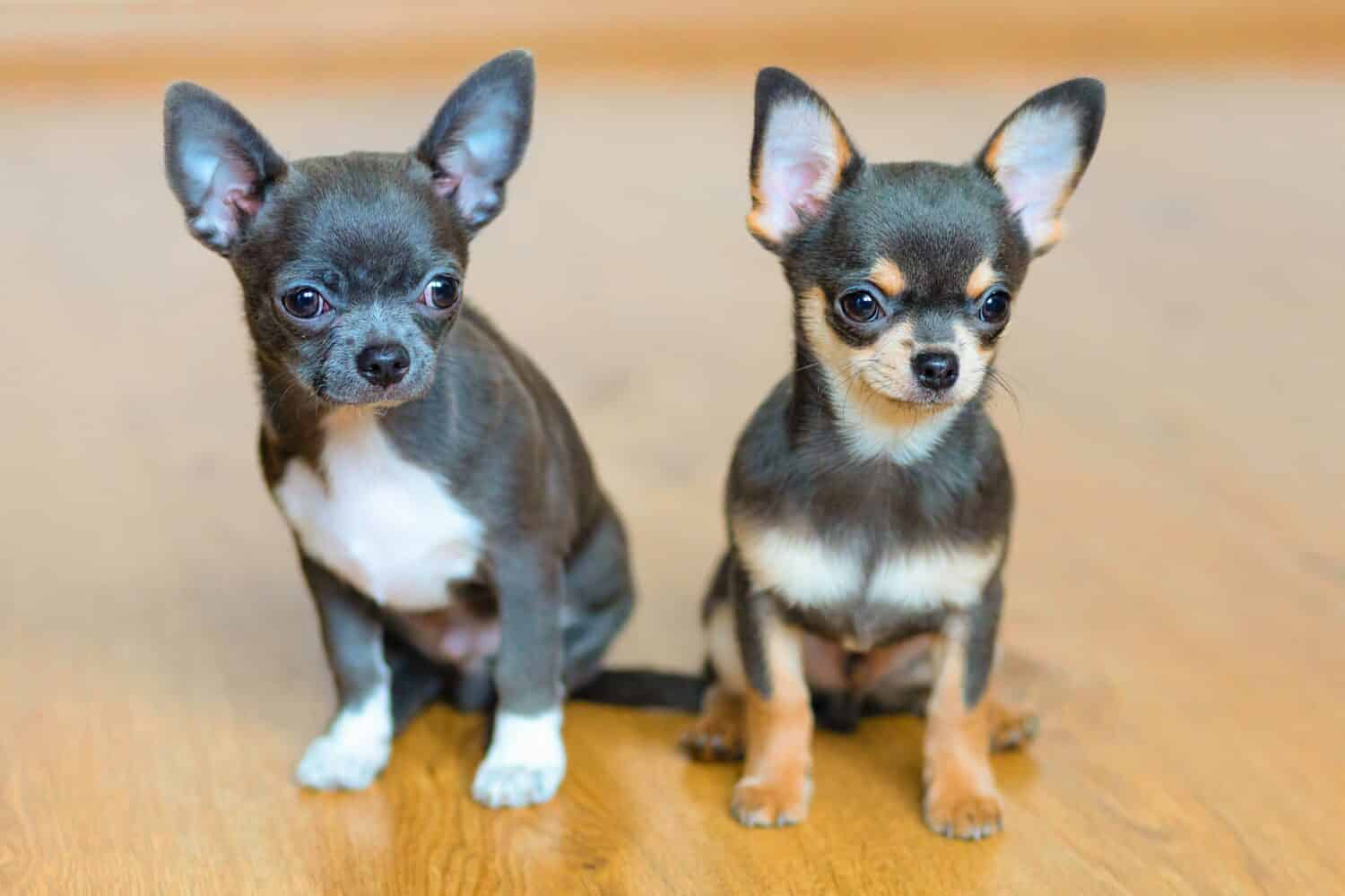 cuccioli di chihuahua di colore blu e marrone.  adozione di animali domestici