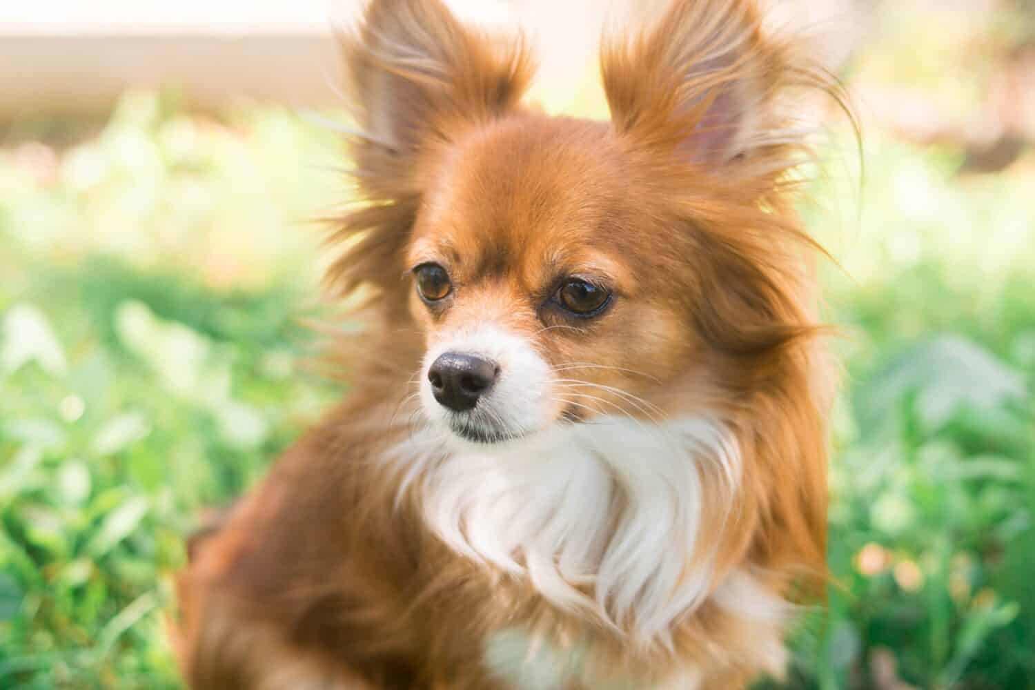 Chihuahua.  Cane dai capelli rossi.  Cane soffice con i capelli lunghi.  Cucciolo.  Piccolo cane in natura.  Chihuahua si lecca le labbra.  Il cane ha tirato fuori la lingua.  Animali carini.