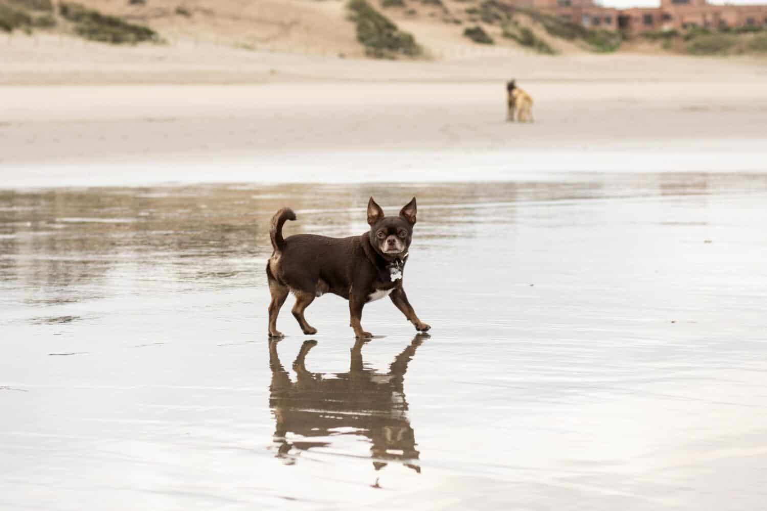 chihuahua al cioccolato per una passeggiata sulla spiaggia
