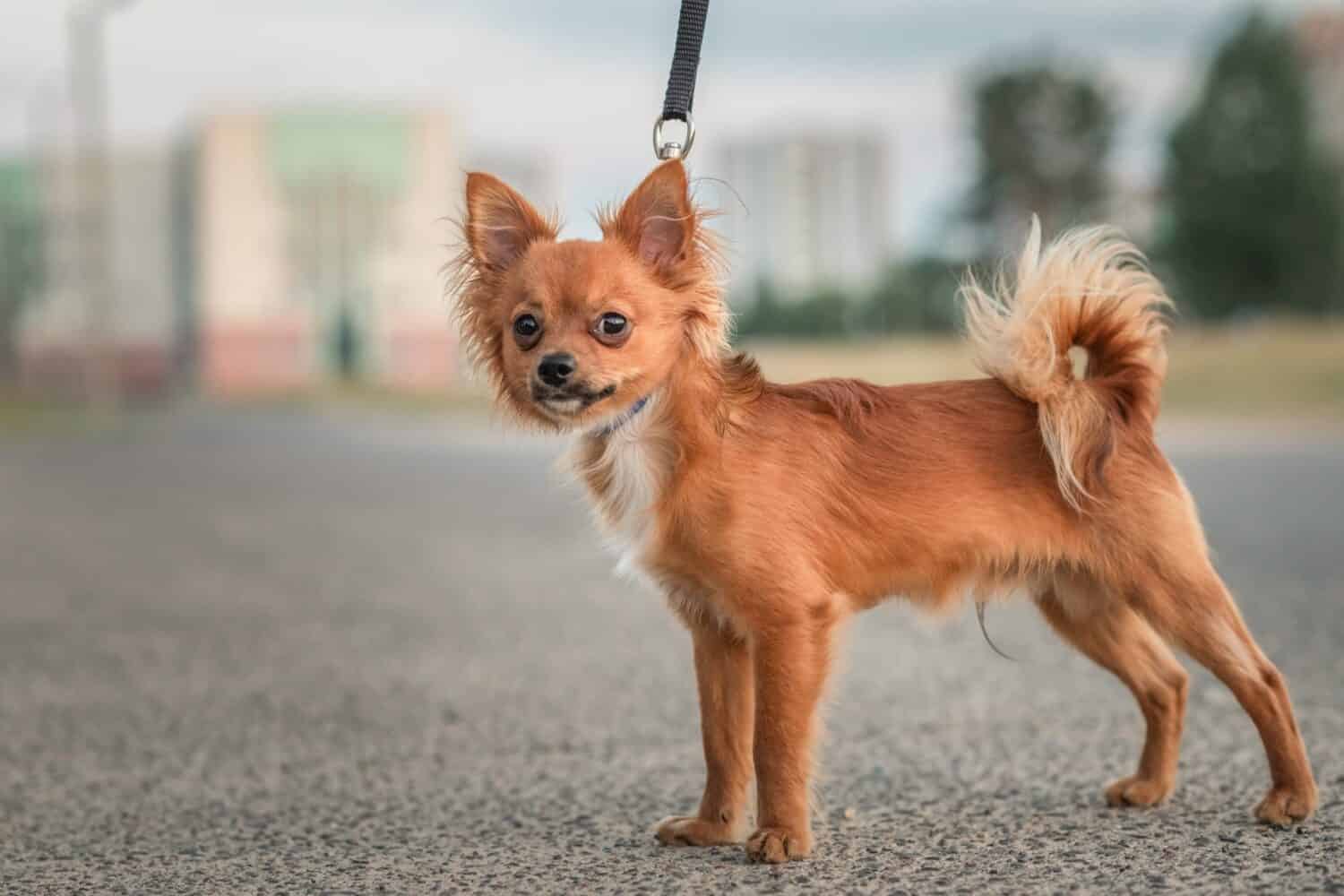 Ritratto di un bellissimo chihuahua rosso purosangue in una passeggiata.