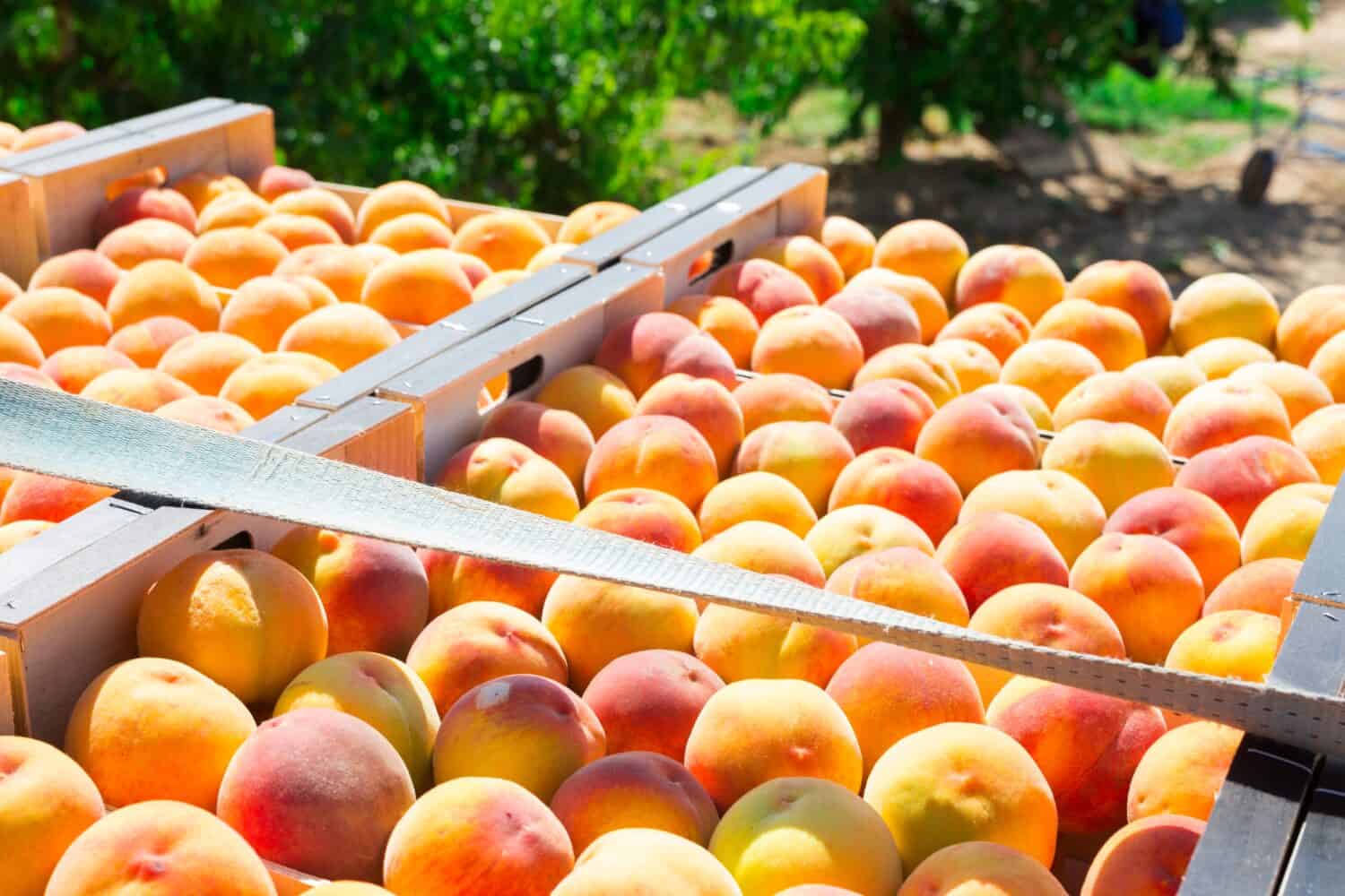 Pesche biologiche mature in casse di legno nel giardino estivo in giornata di sole