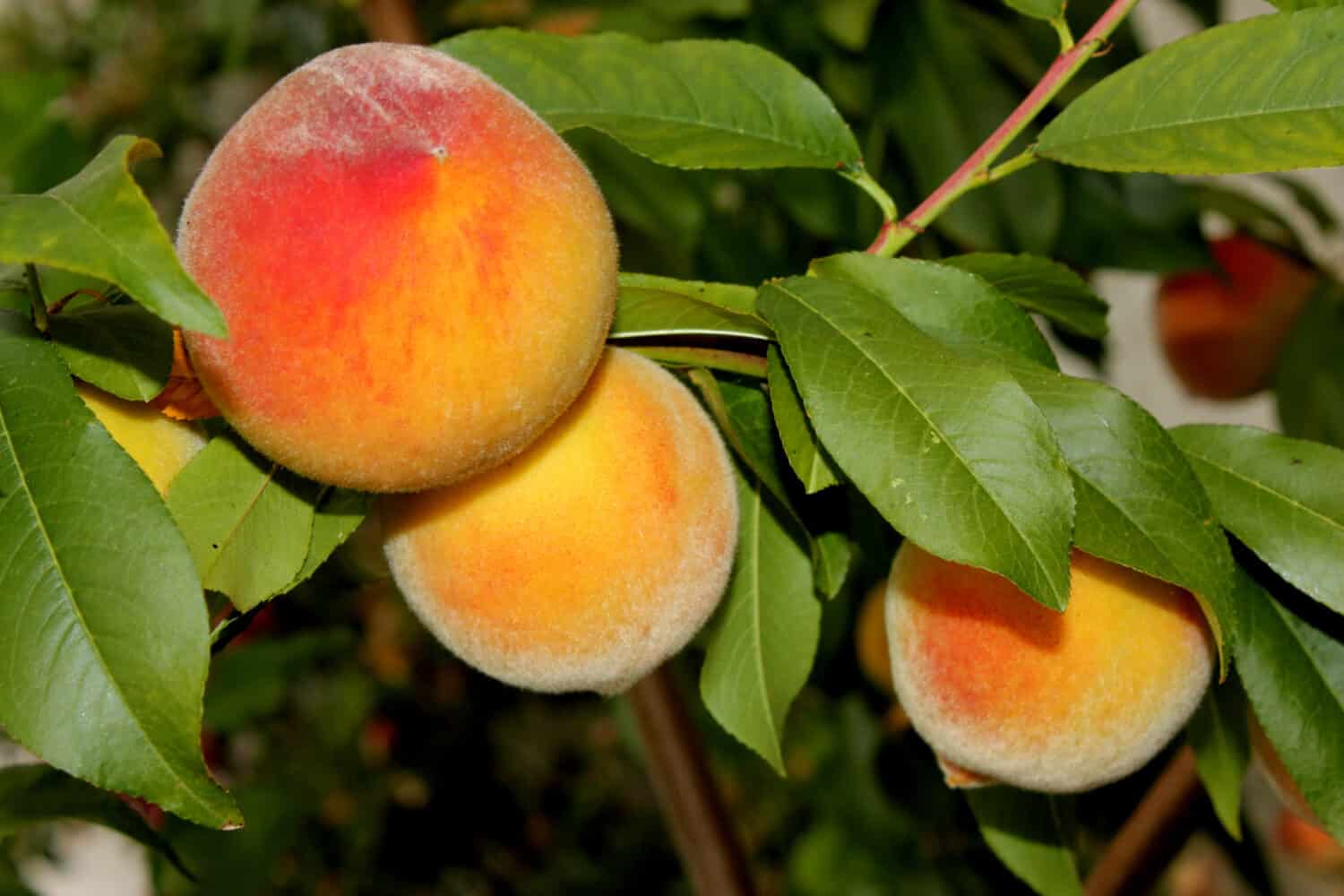 Elberta Yellow Peach, Prunus persica `Elberta`, albero da frutto con fiori rosa, grandi frutti gialli sfocati arrossati di polpa rossa soda gialla da taglio, meno dolce delle pesche bianche con sapore acido. 