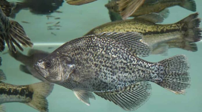 Un bellissimo scatto di un pesce crappie nella vasca dell'acquario