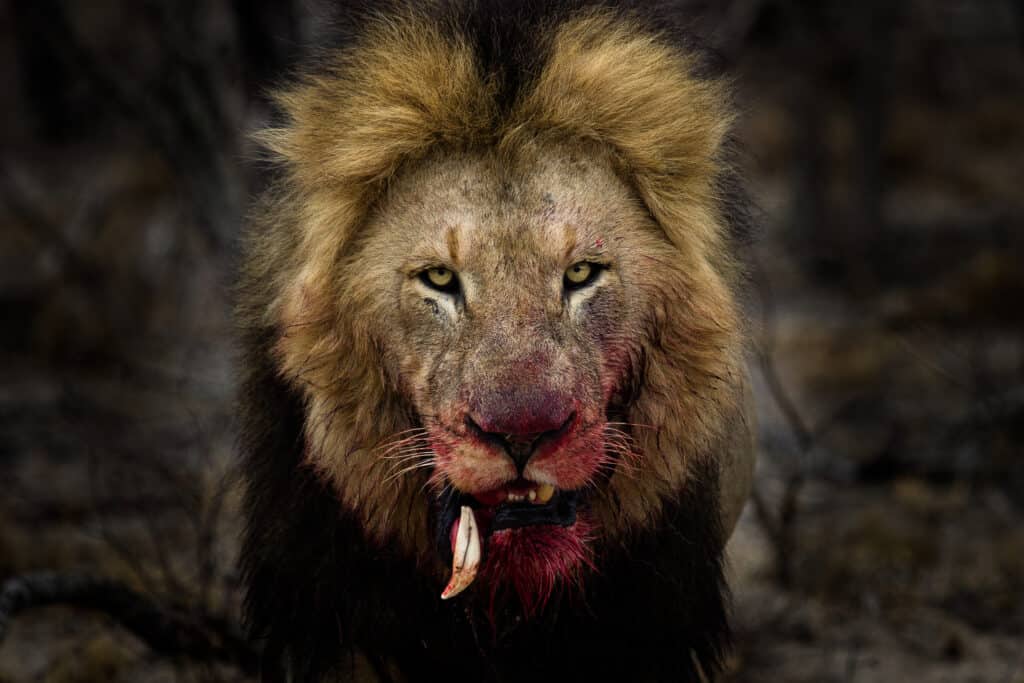 Leone sanguinante dopo aver combattuto contro il leone maschio