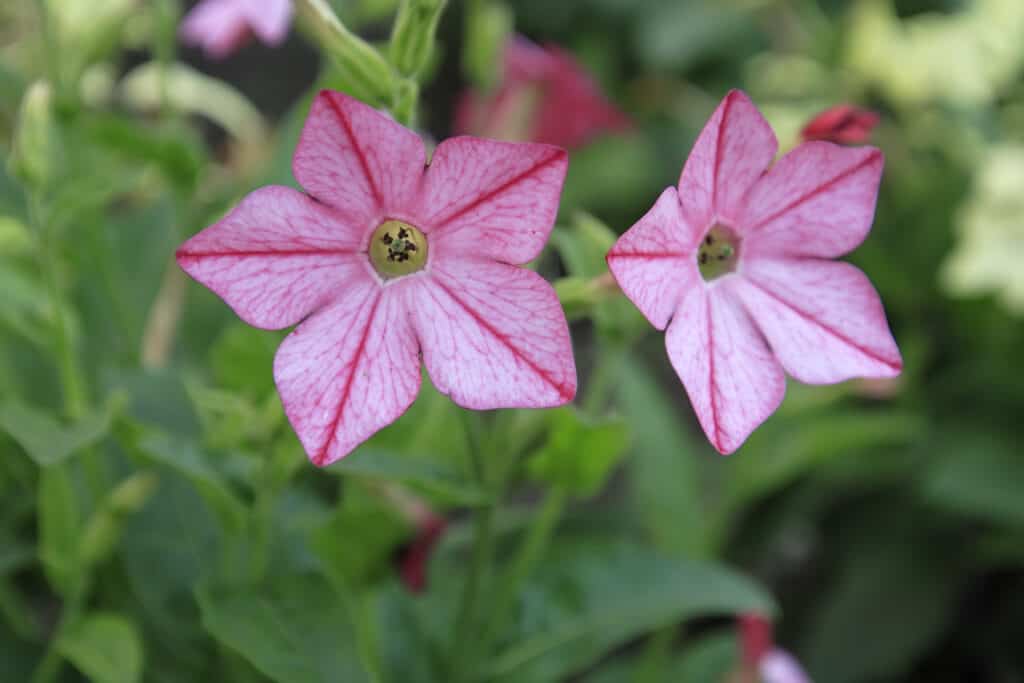 due fiori rosa chiaro a forma di stella con una linea rosa più profonda che corre verticalmente attraverso il centro di ciascuno dei cinque petali, che crescono sulla pianta del tabacco con uno sfondo verde