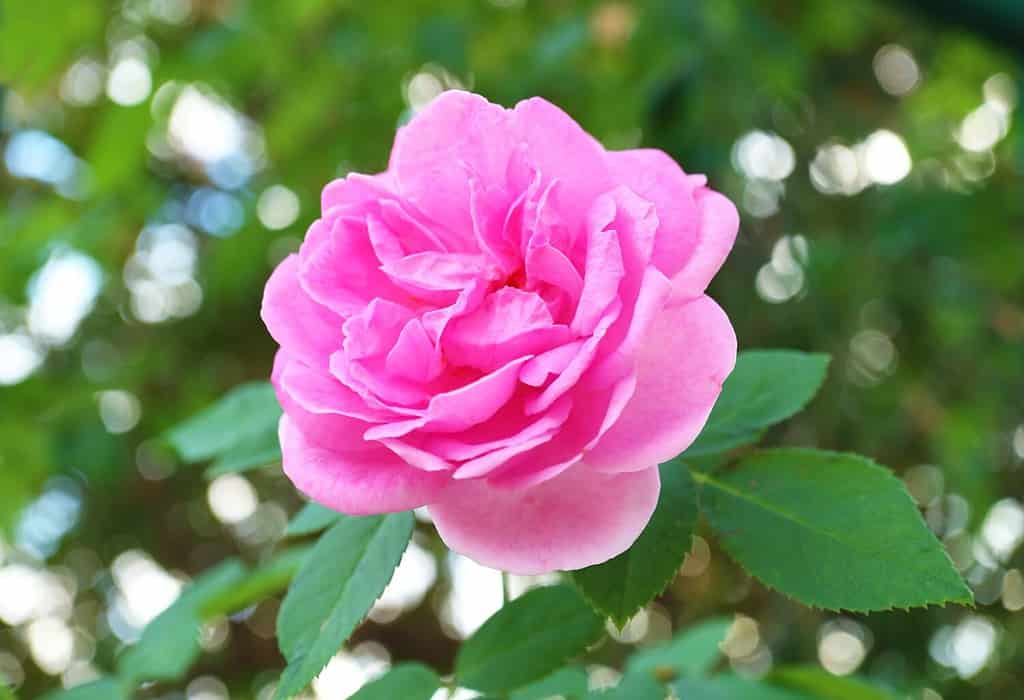 Primo piano di una splendida rosa spensierata Wonder Rose in fiore nel giardino