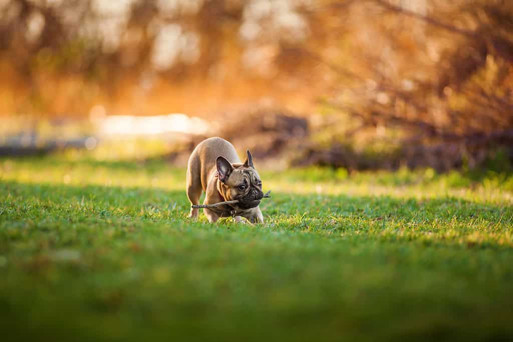 Adorabile bulldog francese di razza pura di nove mesi al parco che gioca con il bastone, scatti utilizzando lenti rare con estrema profondità di campo